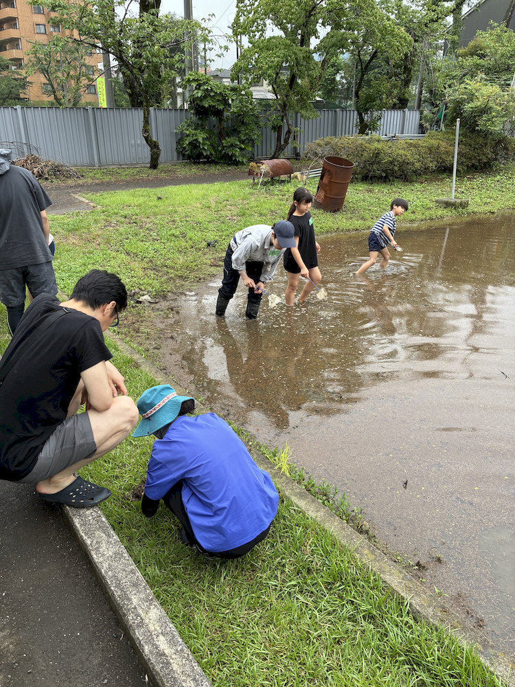 田んぼで生きものを探す参加者
