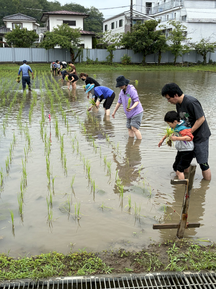 田んぼに入って苗を植える参加者